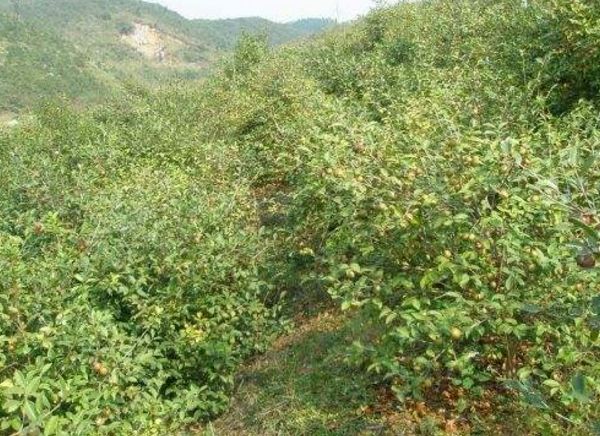 田林：實施油茶產業(yè)扶持政策 助力脫貧攻堅