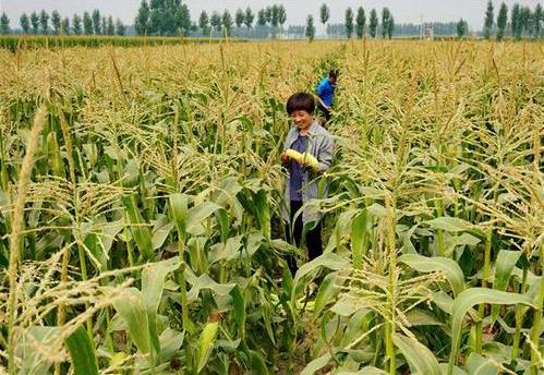 三部委：將水稻、玉米、小麥三大糧食作物制種納入中央財政農(nóng)業(yè)保險保險費(fèi)補(bǔ)貼目錄
