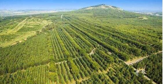 山西?。涸谀瓿醢才诺?018年450萬畝造林任務基礎上，增加了60萬畝省級人工造林任務