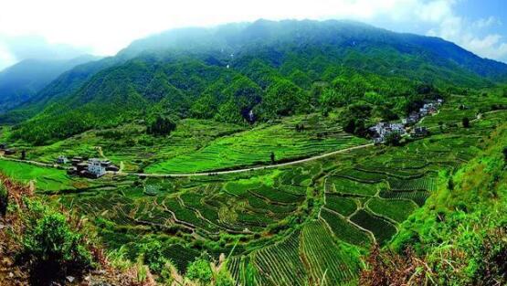 咸寧重振雄風推進茶文旅融合，做深做優(yōu)做強茶產業(yè)