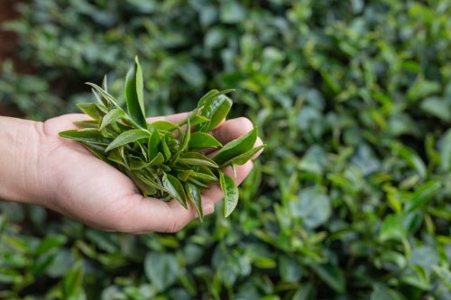 2023年有機茶產業(yè)發(fā)展現(xiàn)狀及消費模式分析