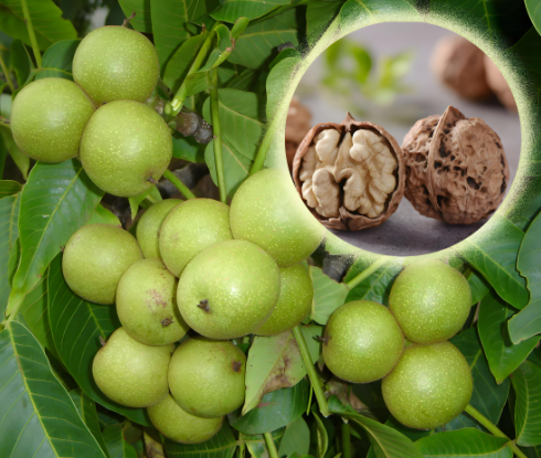 我國核桃產(chǎn)業(yè)發(fā)展現(xiàn)狀及現(xiàn)存短板分析